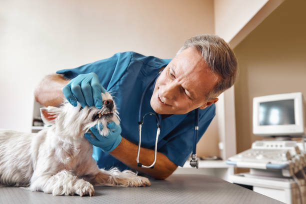 Best Emergency Root Canal Treatment in Holiday Island, AR